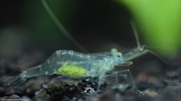 Ghost Shrimp Eating Empty Shell