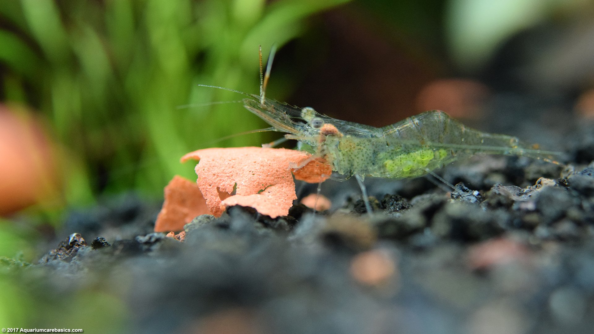 Ghost Shrimp Care, Food, Lifespan, Habitat - Video