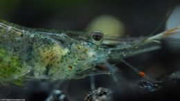 Ghost Shrimp Eye, Upclose