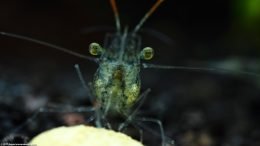 Shrimp Eyes, Extreme Closeup