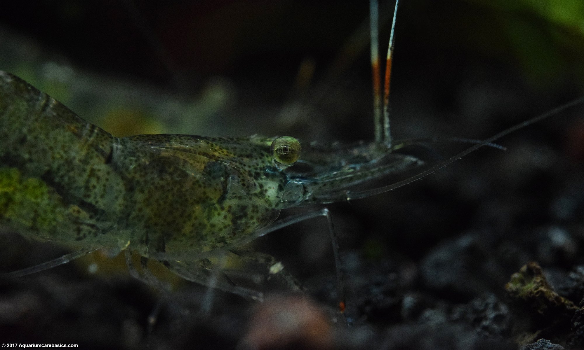 Ghost Shrimp Gets Its Food Stolen As It Eats