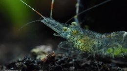 Berried Female Head, Closeup