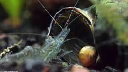 Ghost Shrimp And Mystery Snail