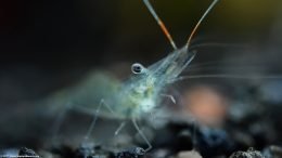 Ghost Shrimp Has Orange Stripes On Feelers