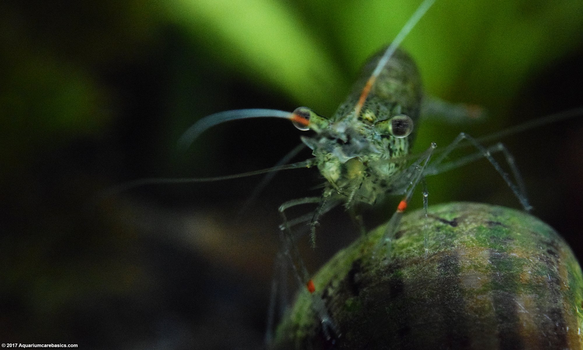 Ghost Shrimp Tank Mates Should Be Calm And Peaceful