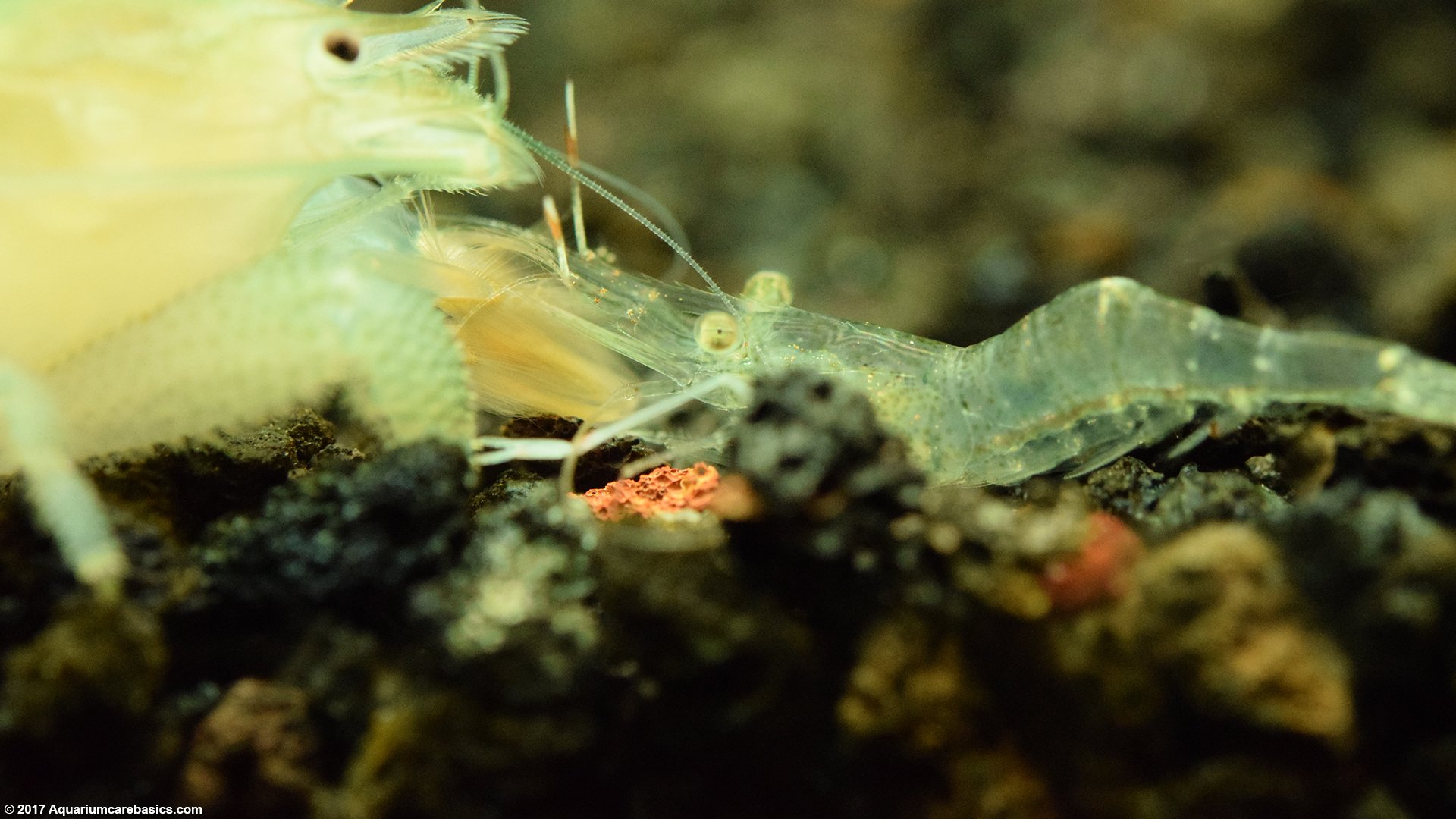 Ghost Shrimp Pictures Gallery.