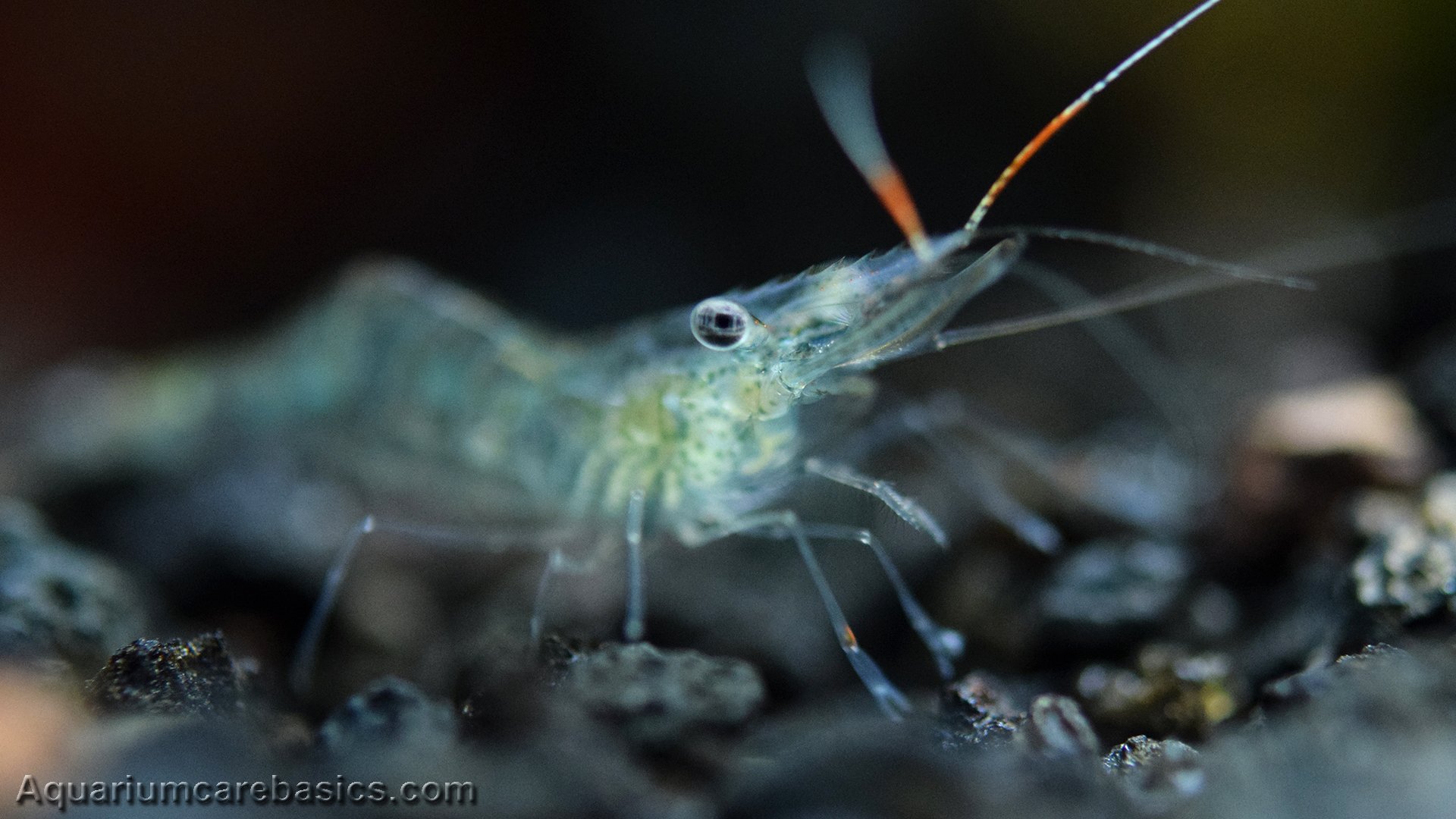 Ghost Shrimp Care, Food, Lifespan, Habitat - Video
