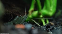 Shrimp Near Anubias Barteri Rhizome