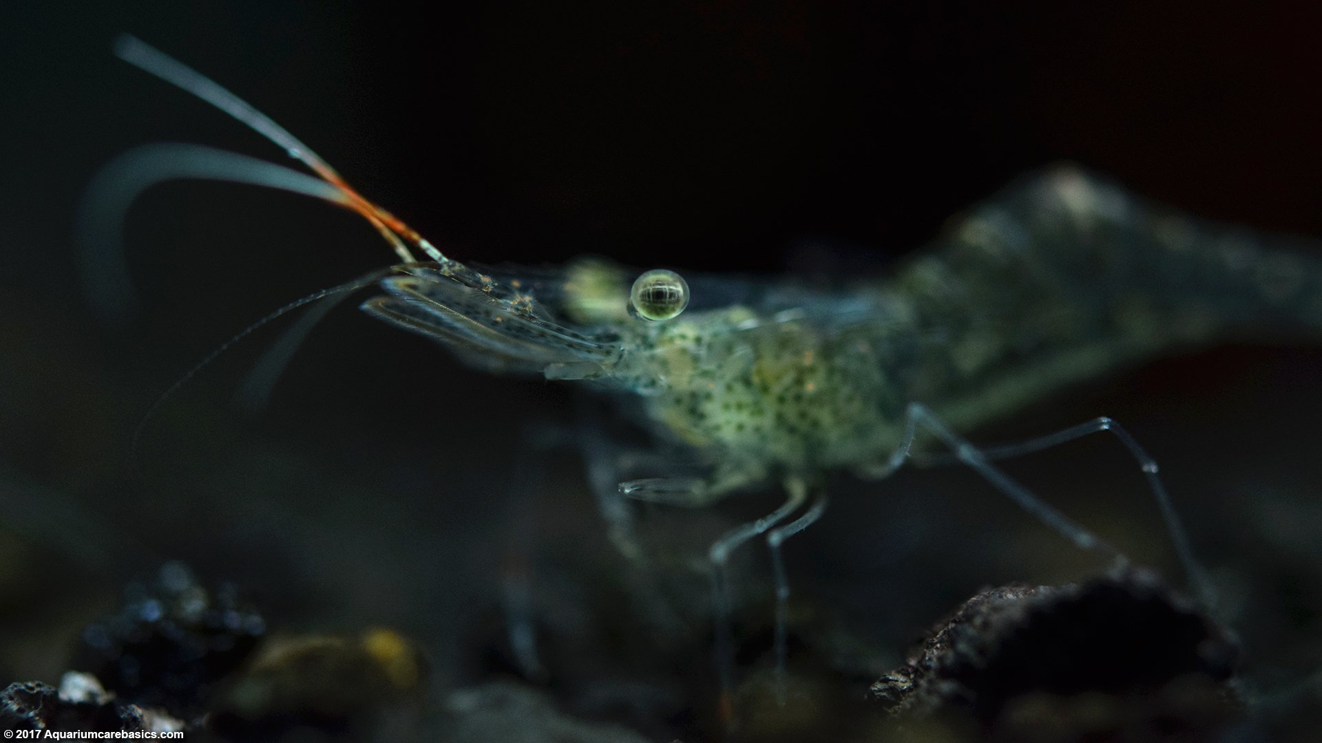 Ghost Shrimp Feeding Closeup In A Freshwater Tank