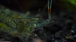 Glass Shrimp Showing Orange Strip On Feelers