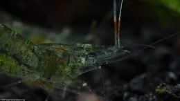 Glass Shrimp Showing Orange Strip On Feelers