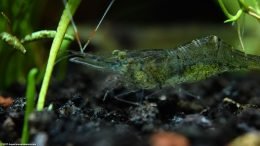 Shrimp Under Aquarium Plants