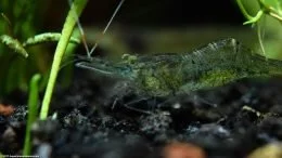 Shrimp Under Aquarium Plants