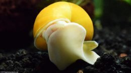 Gold Inca Snail On Aquarium Glass