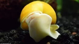 Gold Inca Snail On Aquarium Glass