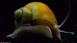 Gold Inca Snail Against A Black Background
