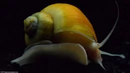 Gold Inca Snail Against A Black Background