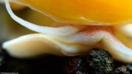 Gold Inca Snail Against A Black Substrate