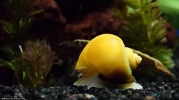 Gold Inca Snail Near A Cabomba Plant