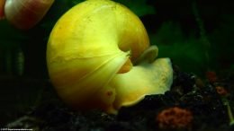 Gold Inca Snail Care Is Pretty Easy