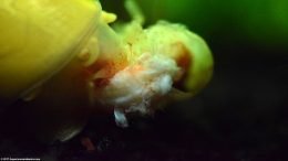 Gold Inca Snail Eating Dead Bamboo Shrimp
