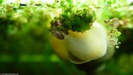 Gold Inca Snail Eating Plants