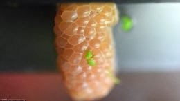 Gold Inca Snail Eggs In A Clutch