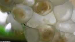 Gold Inca Snail Eggs Developing In Their Clutch
