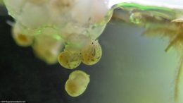 Gold Inca Snail Eggs Hatching In A Freshwater Aquarium