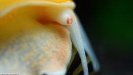 Gold Inca Snail Eye, Closeup