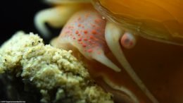 Gold Inca Snail Feeding On Pellet