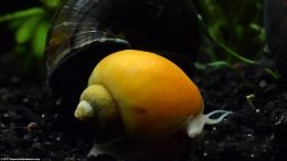 Gold Inca Snail In A Freshwater Aquarium