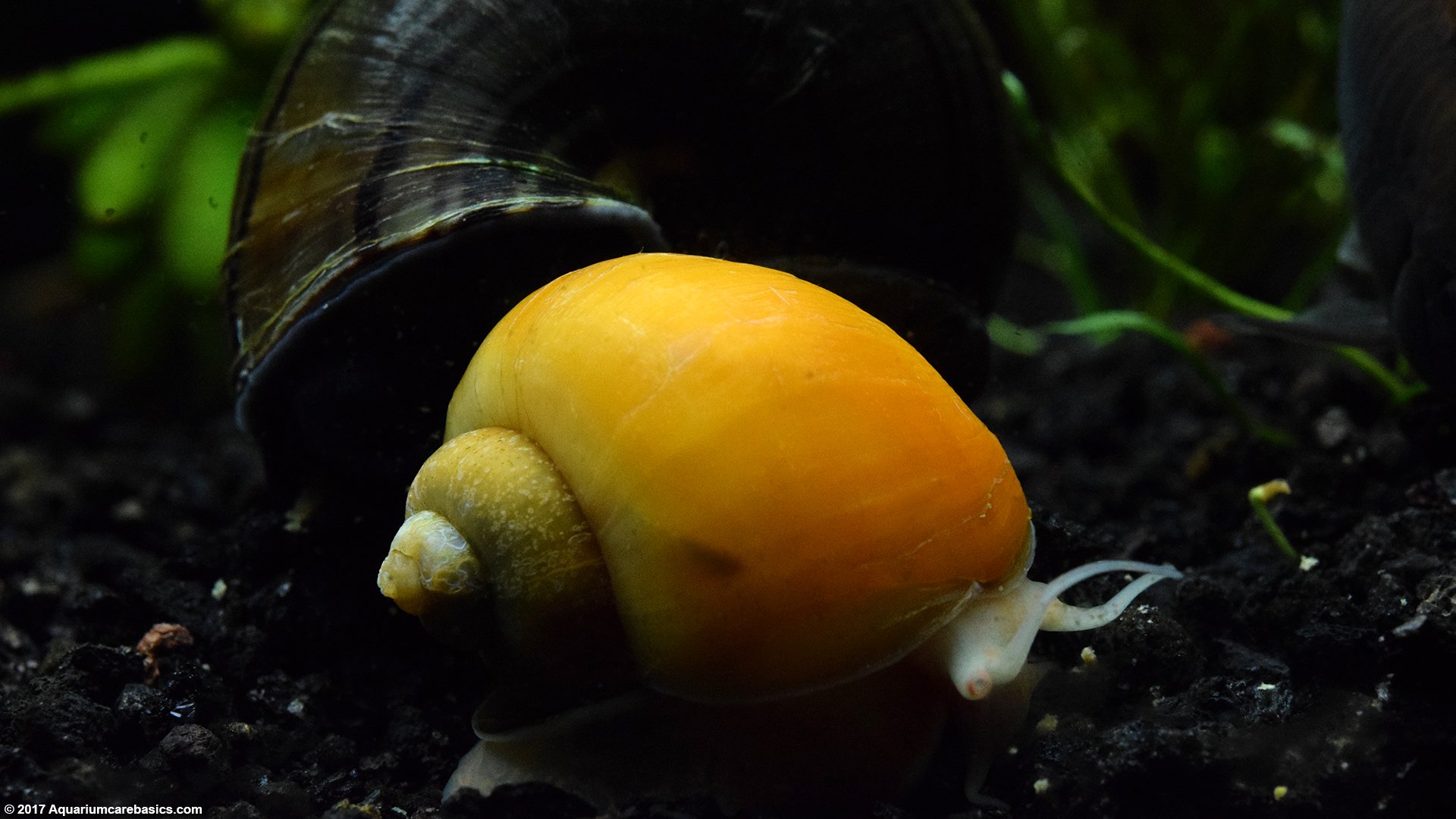 water snails in fish tank