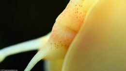 Gold Inca Snail On Glass Showing Mouth And Body