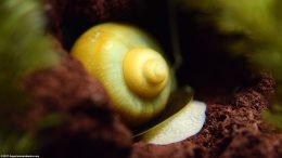 Gold Inca Snail On Lava Rock