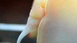 Gold Inca Snail Mouth, Closeup