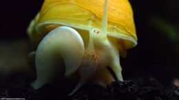 Gold Inca Snail: Mouth And Eye, Closeup