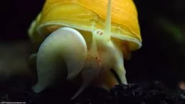 Gold Inca Snail: Mouth And Eye, Closeup