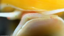 Gold Inca Snail: Mouth On Glass