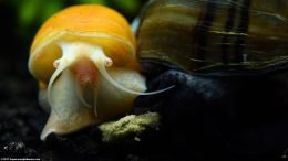 Gold Inca Snail And Mystery Snail, Closeup