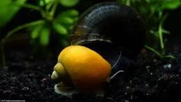 Gold Inca Snail And Mystery Snail Shells