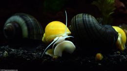 Gold Inca Snail And Mystery Snails