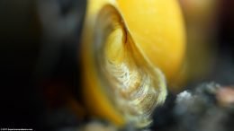 Gold Inca Snail: Showing Operculum, Closeup