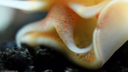 Gold Inca Snail: Showing Orange Spots, Closeup