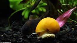 Gold Inca Snail With Otocinclus And Cory Catfish