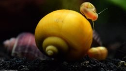 Gold Inca Snail And Ramshorn Snail Near Glass