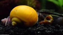 Gold Inca Snail With A Ramshorn Snail And Otocinclus Catfish