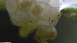 Gold Inca Snail Eggs In A Freshwater Tank