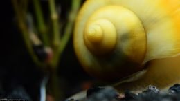 Gold Inca Snail Shell, Closeup