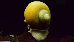 Gold Inca Snail Shell, Operculum & Foot